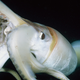 Image for article titled How Exactly Could a Squid 'Inseminate' Your Mouth?